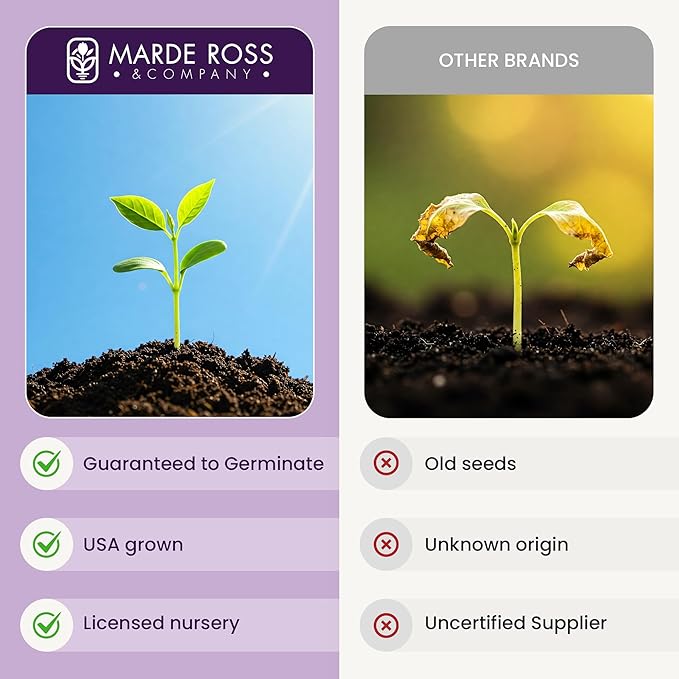Morning Glory Seeds for Planting - 250 Fresh Seeds - Heavenly Blue Climbing Vine Flower Seed - Attracts Butterflies & Hummingbirds - Fast Growing Ivy - Grown in The USA