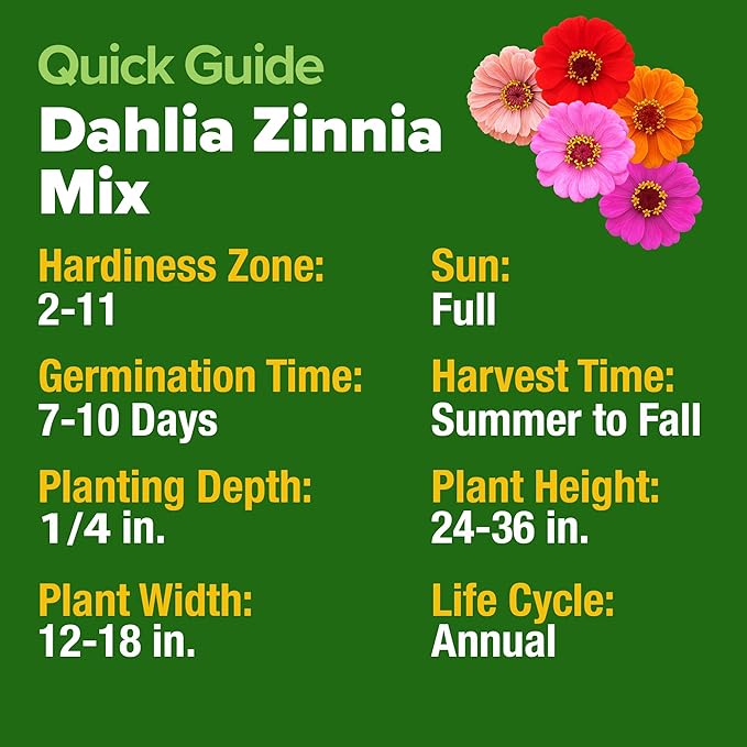 HOME GROWN Zinnia Dahlia Seeds Pack for 2026 Non GMO 524 Flower Seeds | Vibrant Zinnia Elegans for Pollinator Gardens, Borders & Containers | Easy-to-Grow Outdoor Blooms