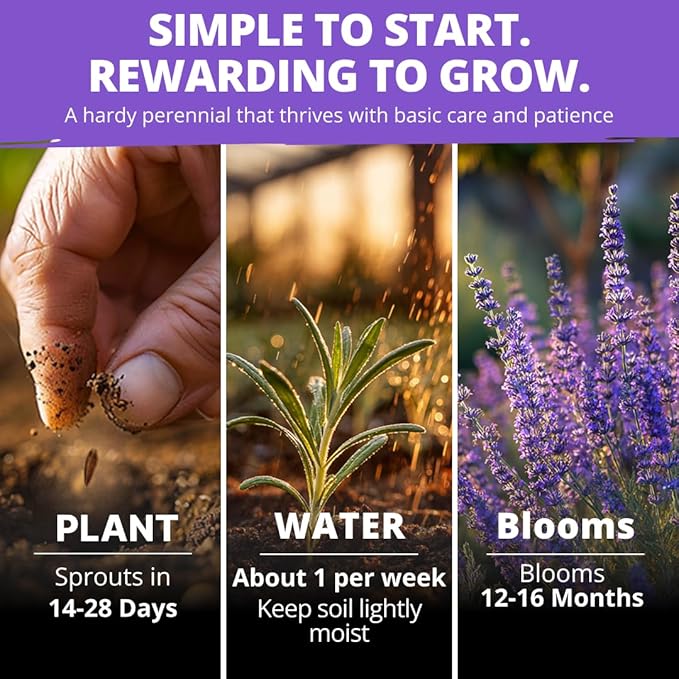 HOME GROWN Non GMO English Lavender Seeds 3,000+ Wildflower Seed for Planting Indoor/Outdoor, High Germination, Plant Flower Seeds (Lavandula antustifolia)