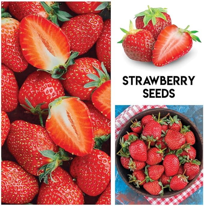 Fruit Garden Seeds Kit for Growing - Elderberry, Blueberry, Red Strawberry, White Strawberry, Raspberry, Mulberry. 100 Seeds of Each Fruit - Packaged Individually