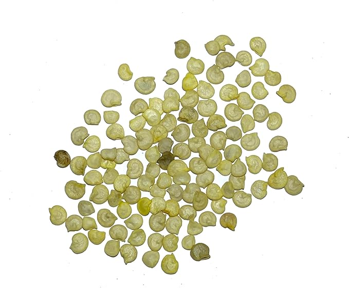 Seed Needs Rainbow Bell Pepper Seeds for Planting Mild Peppers - Non-GMO Heirloom & Untreated Veggie Seed to Plant a Home Grown Outdoor Vegetable Garden (5 Packs)