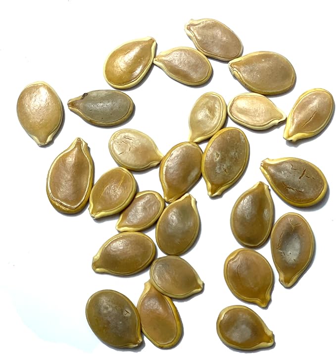 Seed Needs Pumpkin Seeds for Planting Blue Jarrahdale Pumpkins - Non-GMO Heirloom & Untreated Cucurbita Maxima Seed to Plant an Outdoor Home Grown Vegetable Garden (5 Packs)