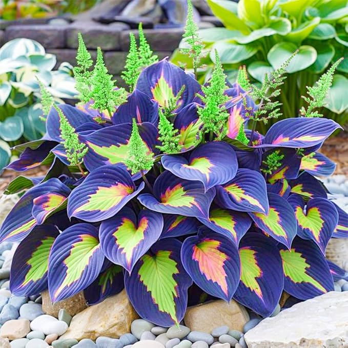 220+ Mixed Rare Hosta Seeds for Planting-Attract Pollinators Perennial Garden Decoration