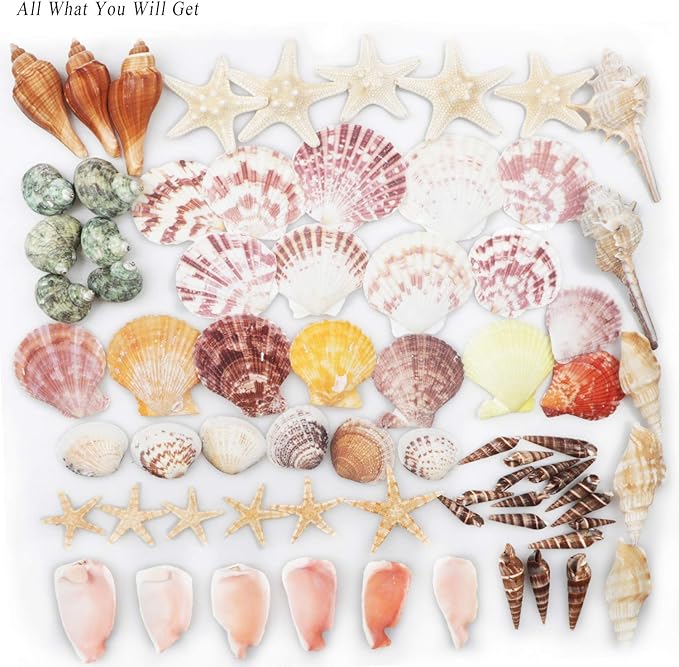 Sea Shells Mixed Beach Seashells 9 Kinds 1.2"-3.5 "Various Sizes Natural Seashells and 2 Kinds of Natural Starfish for Beach Themed Party DIY Crafts Fishtank Vase Fillers Home Wedding Decorations