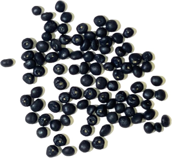 Seed Needs Asparagus Seeds for Planting Mary Washington Asparagus - Non-GMO Heirloom & Untreated Perennial Vegetable Seed to Plant an Outdoor Home Grown Garden (2 Packs)