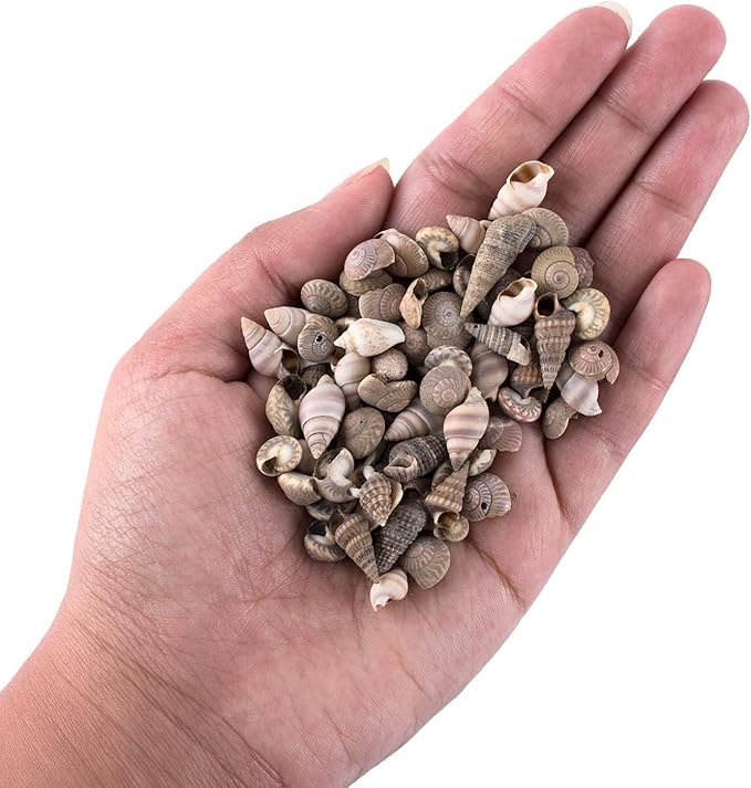 Super Z Outlet Tiny Miniature Fairy Garden Beach Critter Seashells Marine Life Collection for Art & Craft Project, Outdoor & Indoor Home Decoration, Party Favor, Invitation (4.5oz Bag, 500 Shell)