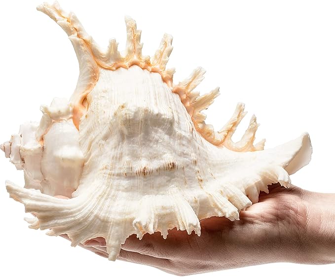 Giant Natural Conch Shell, Murex Ramosus Shell (1 Shell 7.5-9 inches), Large Sea Shell for Vase Filler, Air Plants, Home Decor, Wedding Decor Beach Theme Party, Aquarium Decoration Accessories