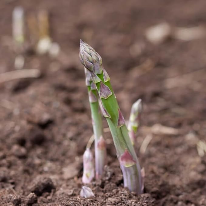 Seed Needs Asparagus Seeds for Planting Mary Washington Asparagus - Non-GMO Heirloom & Untreated Perennial Vegetable Seed to Plant an Outdoor Home Grown Garden (1 Pack)