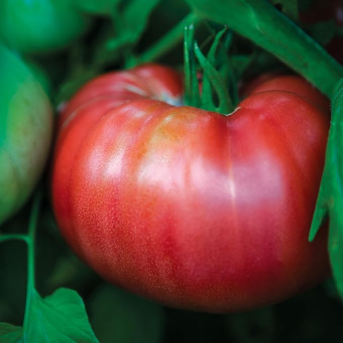 Burpee 'Steak Sandwich Hybrid' Tomato Seeds for Planting - Non-GMO, Indeterminate, Sandwich Slicer Tomato, Burpee Bred, 45mg Seed Packet for Home Garden