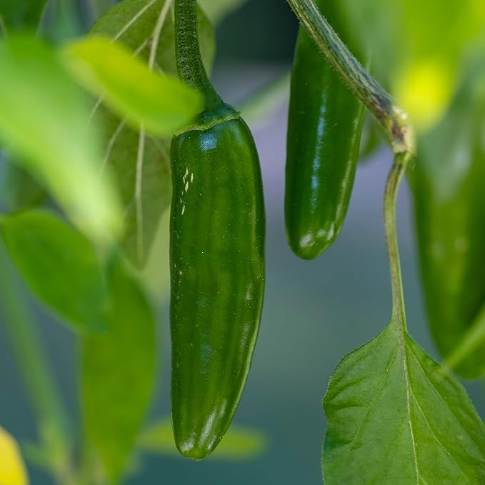 Seed Needs Hot Pepper Seeds for Planting Serrano Chile Peppers - Non-GMO Heirloom & Untreated Vegetable Seed to Plant an Outdoor Home Grown Veggie Garden (1 Pack)