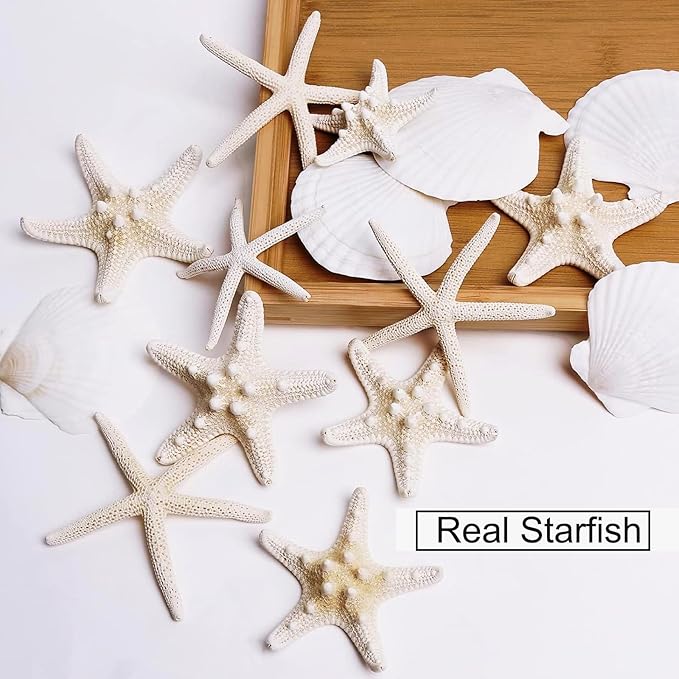 JQAQJU 3-4 Inches Large Starfish and Scallop Shells for Crafts 12PCS, Natural Beach Sea Shells for Crafting, Baking Shells Perfect for White Christmas Decor Beach Party Wedding Fishtank DIY Crafts