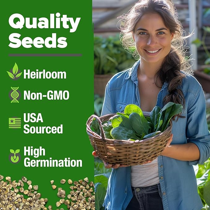 HOME GROWN Bloomsdale Spinach Seeds 704+ Heirloom Non-GMO Seeds for Planting, High Germination, Cold Hardy Dark Green Savoy Leaf, Nutritious Superfood, Indoor Outdoor Garden (Spinacia oleracea)