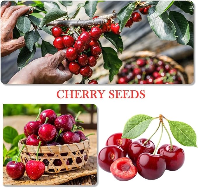 Berry Seeds Variety Pack, 310 Seeds Total, Non-GMO Strawberry, Raspberry, Elderberry, Cherry Mix for Home Garden, Easy to Plant