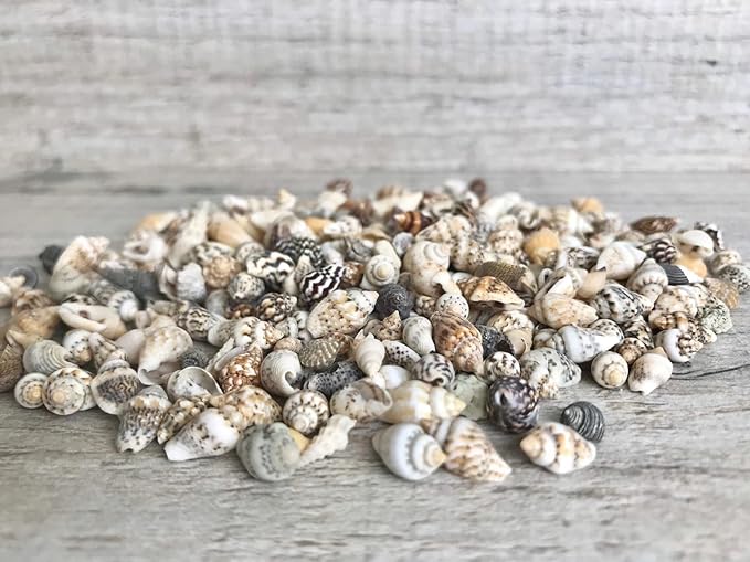 Small Seashells, Miniature Conch Shells, Tiny Sea Shell for Zen Garden, Terrarium or Fairy Garden Beach, Summer Tiny Shell Craft, Craft Making (100CS)