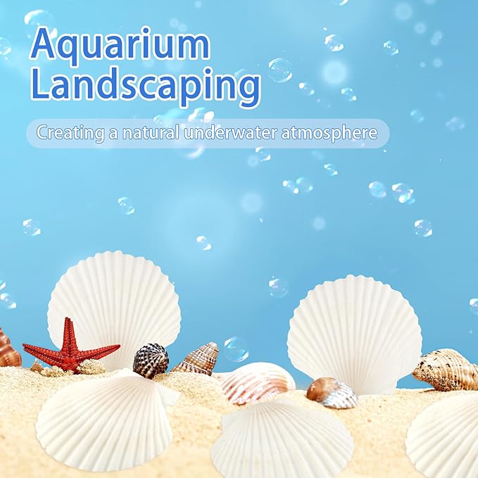 20 PCS Natural Scallop Shells for Crafts, 3 Inch White Seashell Decor for Home, Sea Shells for Decorating, DIY, Painting, Baking, Beach Wedding Decorations