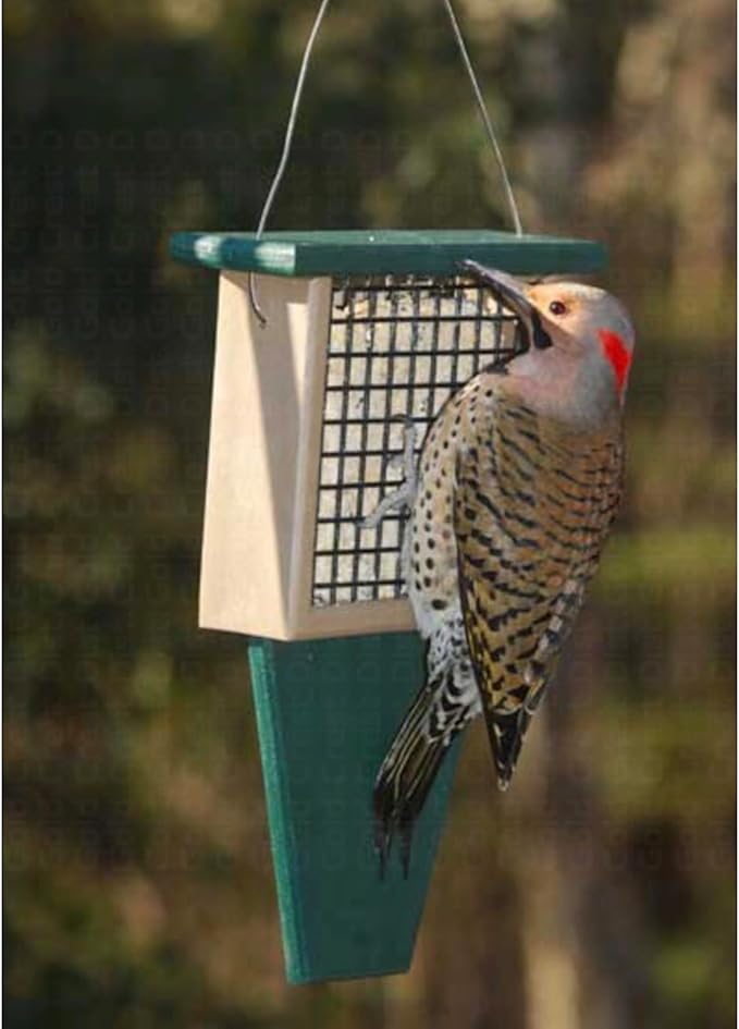 Songbird Essentials Tail Prop Suet Feeder - Recycled Plastic Bird Feeder with Coated Wire Cage for Bird Seed Cakes - Hunter and Driftwood