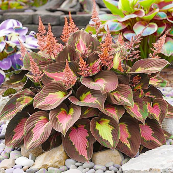 220+ Mixed Rare Hosta Seeds for Planting-Attract Pollinators Perennial Garden Decoration