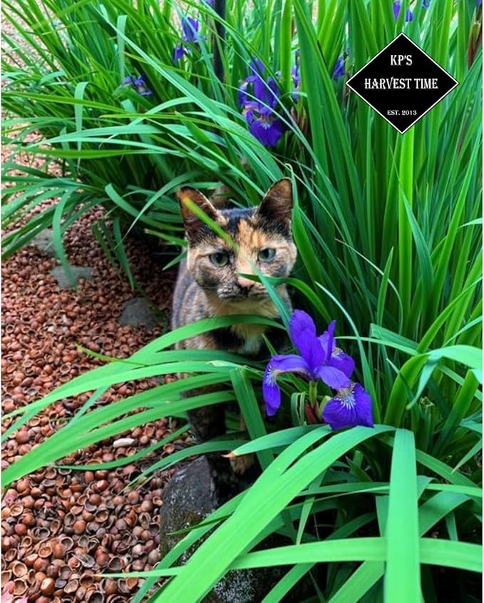 Hazel Shell Mulch Amendment Product - 1.5 Cubic Foot (Hazelnut Shells) 100% Natural Mulch | Landscaping, Flower Beds, Garden, Potted Plant Mulch