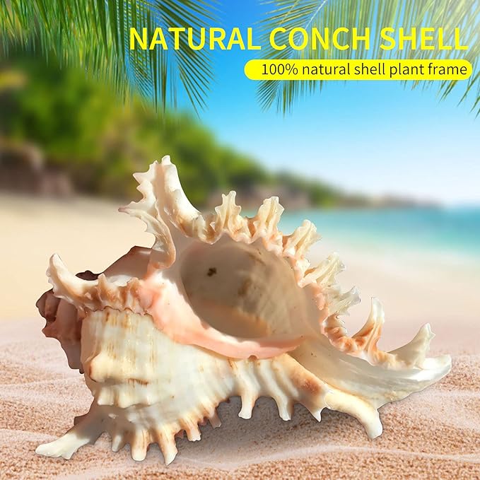 1 Pack Conch Sea Shell Air Plant Holders-4.7 inch Sea Shell Plant Pots Natural Conch Air Plant Holder Decorative Tillandsia Succulent Display Container for Home Garden Beach Theme Party Favor