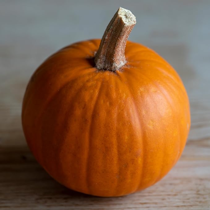 Seed Needs Pumpkin Seeds for Planting Small Sugar Pie Pumpkins - Non-GMO Heirloom & Untreated Vegetable Seeds to Plant a Home Grown Vegetable Garden/Pumpkin Patch (1 Pack)