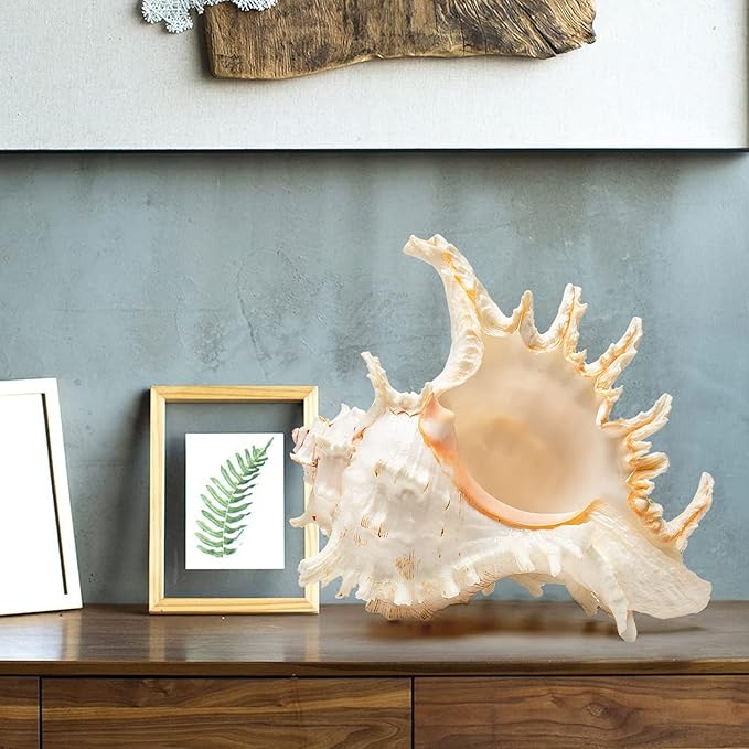 Giant Natural Conch Shell, Murex Ramosus Shell (1 Shell 7.5-9 inches), Large Sea Shell for Vase Filler, Air Plants, Home Decor, Wedding Decor Beach Theme Party, Aquarium Decoration Accessories