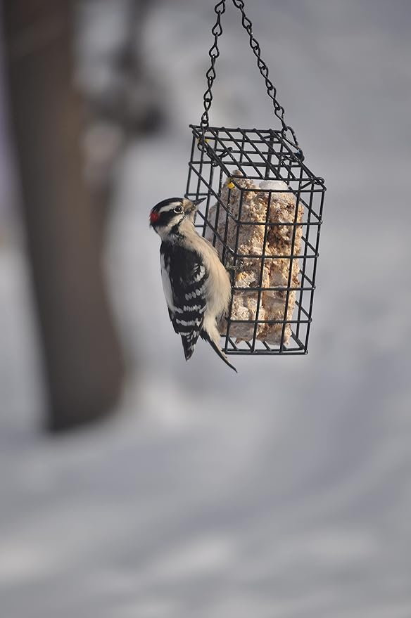 C&S Woodpecker Delight No Melt Suet Dough 11.75 Ounces, 12 Pack