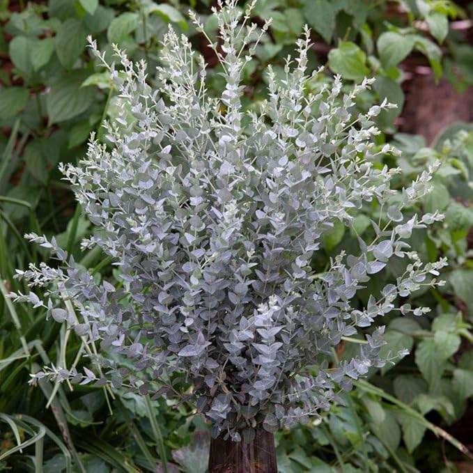 Park Seed Grow Your Own Eucalyptus Seeds Plant, Perfect for Indoor Growing and Spring Garden, Moon Lagoon, Pack of 25