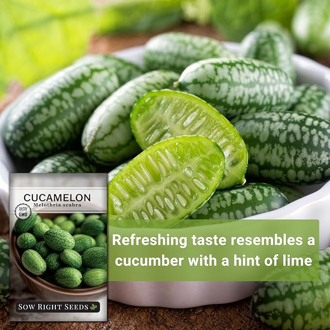 Sow Right Seeds - Cucamelon Seeds for Planting - Non-GMO Heirloom Packet with Instructions to Plant an Outdoor Home Vegetable Garden - Mini Bitter Mouse Melon, Mexican Sour Gherkin - Rare Variety (3)