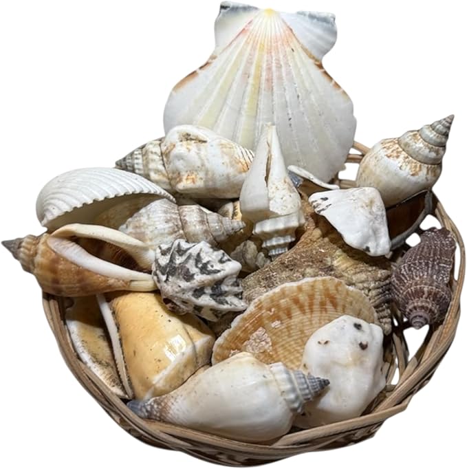 Seashell Basket Decor Set – 21 Natural SEA Shells in 3” Handwoven Basket + Free Decorative Stone Gift – Coastal Centerpiece for Beach Weddings, Baby Showers & Coastal Home Decor