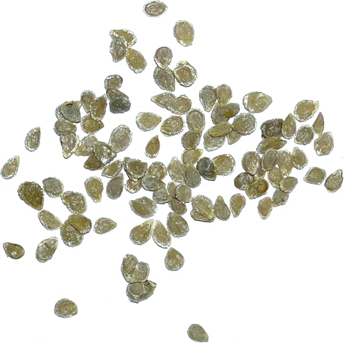 Seed Needs Tomato Seeds for Planting Black Cherry Tomatoes - Non-GMO Heirloom & Untreated Indeterminate Variety to Plant a Home Grown Outdoor Vegetable Garden (5 Packs)
