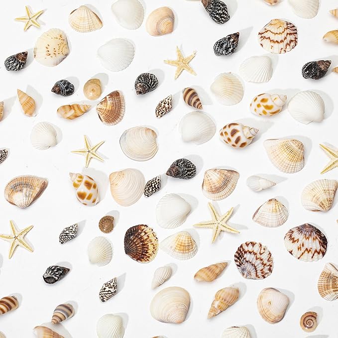 1200 PCS Natural Seashells, Joyfulmap Tiny sea Shells & Small Starfish for Decorations, Mixed Ocean Beach Spiral Shells for Crafting, Fish Tank, Beach Theme Party, Wedding Decor, DIY Craft Supplies