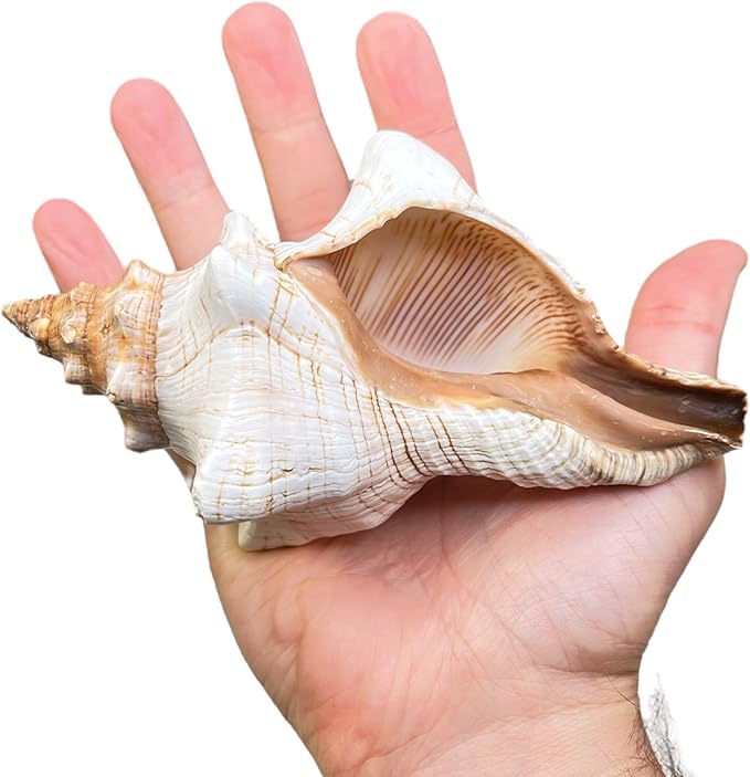 Tumbler Home Large Conch Sea Shells for Decorating or Fish Tank, Coastal & Nautical Decor, Air Plant Holder, Aquarium Ornaments, Big Sea Shell, Decorative Seashells, Beach Party Decor (Fox)