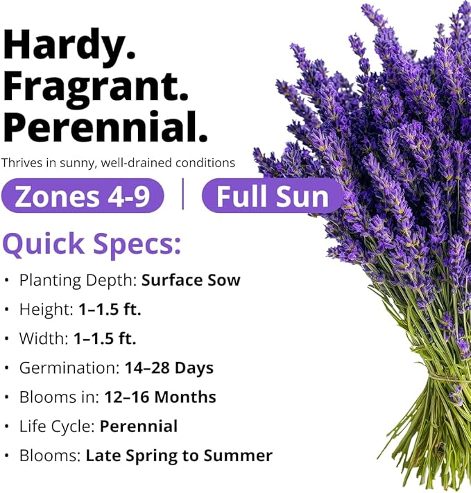 HOME GROWN Non GMO English Lavender Seeds 3,000+ Wildflower Seed for Planting Indoor/Outdoor, High Germination, Plant Flower Seeds (Lavandula antustifolia)