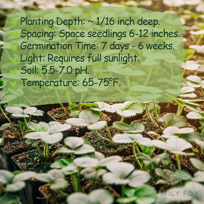 Rare Strawberry Seeds for Planting – 300 Non-GMO Heirloom Seeds - Extra Big, Juicy, Sweet Strawberries