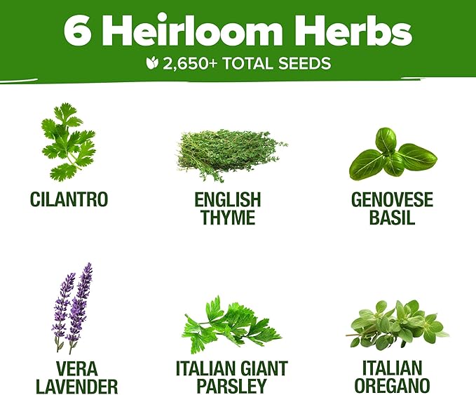 HOME GROWN 6 Herb Seeds for Planting 2,650+ Non-GMO Heirloom Seeds | Extra Large Variety Pack Herb Kit – Indoor Outdoor & Hydroponic | Culinary Seed Set | Grow Your Own Herbs | Gift for Beginners