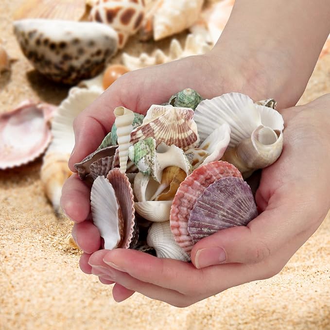 200 Pcs Sea Shells Bulk Mixed Ocean Beach Seashells for Kids, Various Sizes Natural Sea Shell for Crafts, Home Decorations, Beach Theme Party, Wedding Decor, DIY Crafts, Crafting Shells
