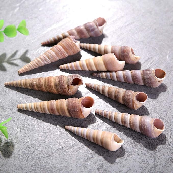 50 Pcs Medium Sea Shells Natural Seashells for Fish Tank, Home Decorations, Beach Theme Party, Wedding Decor, DIY Crafts, Fish Tan