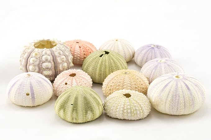 Nautical Crush Trading Sea Urchins Shells for Air Plants - 12 Assorted Imperfect Sea Urchin Shells - Hanging Air Plant Holder - Air Plants Live Holders - Air Plant Pot - No Plants Included