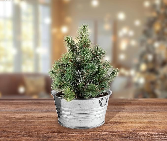 BUZZY Seeds Grow Your Own Christmas Tree Kit, Spruce Seed Starter Mini Basin in White with Coconut Husk Growing Medium, and Easy Instructions. DIY Gardening Gift, Stocking Stuffers for Nature Lovers
