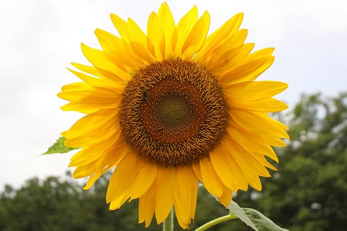Mammoth Sunflower Seeds for Planting - Grow Giant Sun Flowers in Your Garden - 50 Non GMO Heirloom Seeds - Full Planting Instructions for Easy Grow - Great Gardening Gifts (2 Packets)