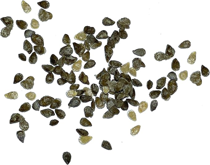 Seed Needs Tiny Tim Tomato Seeds for Planting Dwarf Cherry Tomatoes - Non-GMO Heirloom & Untreated Veggie Seed to Plant a Home Grown Outdoor Vegetable Garden (5 Packs)