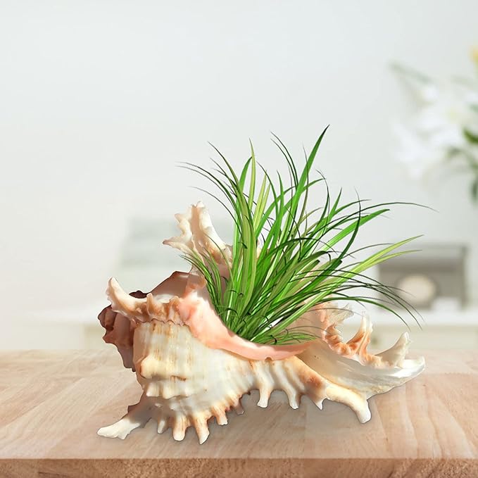 2 Pack Conch Sea Shell Air Plant Holders-4.7 inch Sea Shell Plant Pots Natural Conch Air Plant Holder Decorative Tillandsia Succulent Display Container for Home Garden Beach Theme Party Favor
