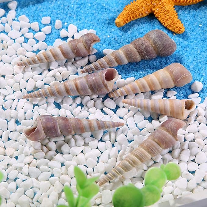50 Pcs Medium Sea Shells Natural Seashells for Fish Tank, Home Decorations, Beach Theme Party, Wedding Decor, DIY Crafts, Fish Tan