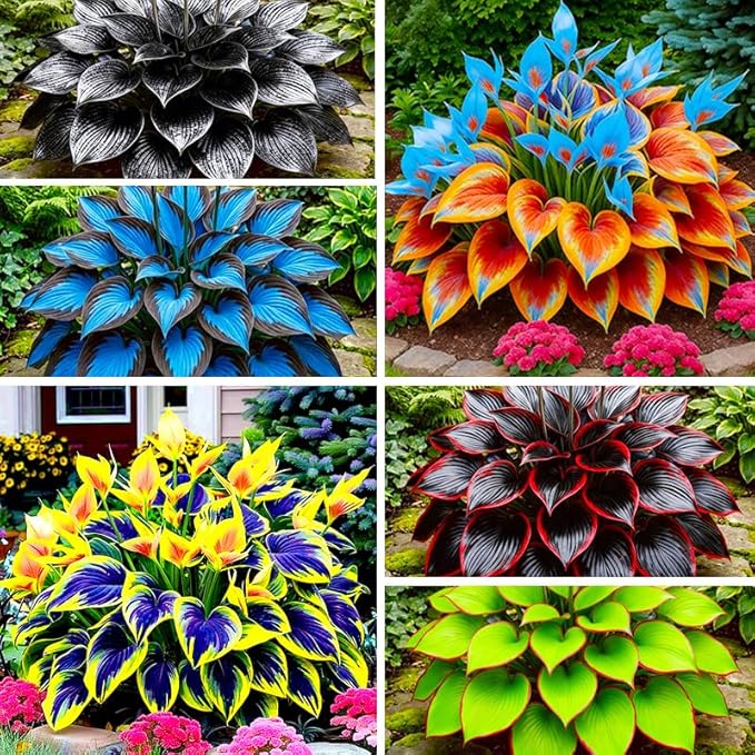 315+ Perennial Mix Color Hosta Seeds for Planting in Outdoor Garden