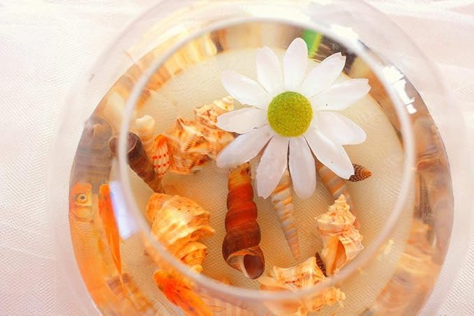 Sea Shells Mixed Beach Seashells 9 Kinds 1.2"-3.5 "Various Sizes Natural Seashells and 2 Kinds of Natural Starfish for Beach Themed Party DIY Crafts Fishtank Vase Fillers Home Wedding Decorations