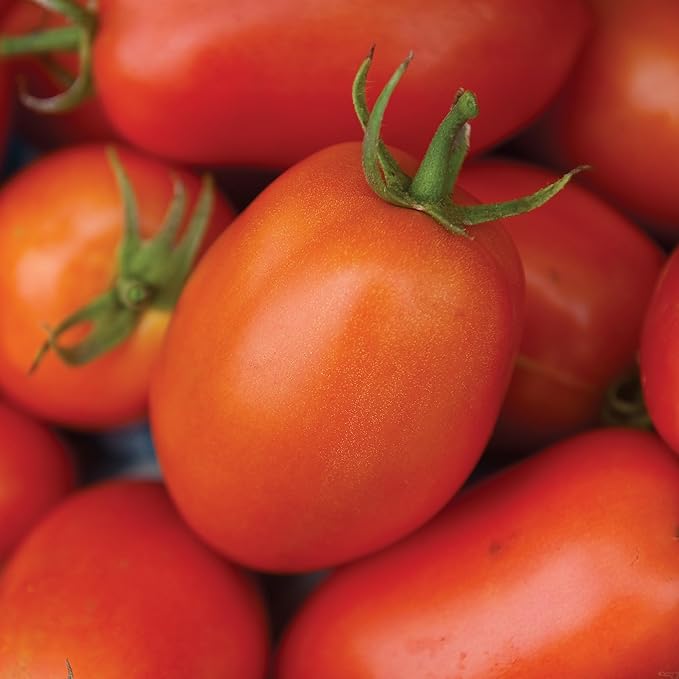 Burpee 'Roma' Organic Tomato Seeds - Non-GMO, Determinate, Organic, Paste Tomato, 500mg Seed Packet for Home Gardening
