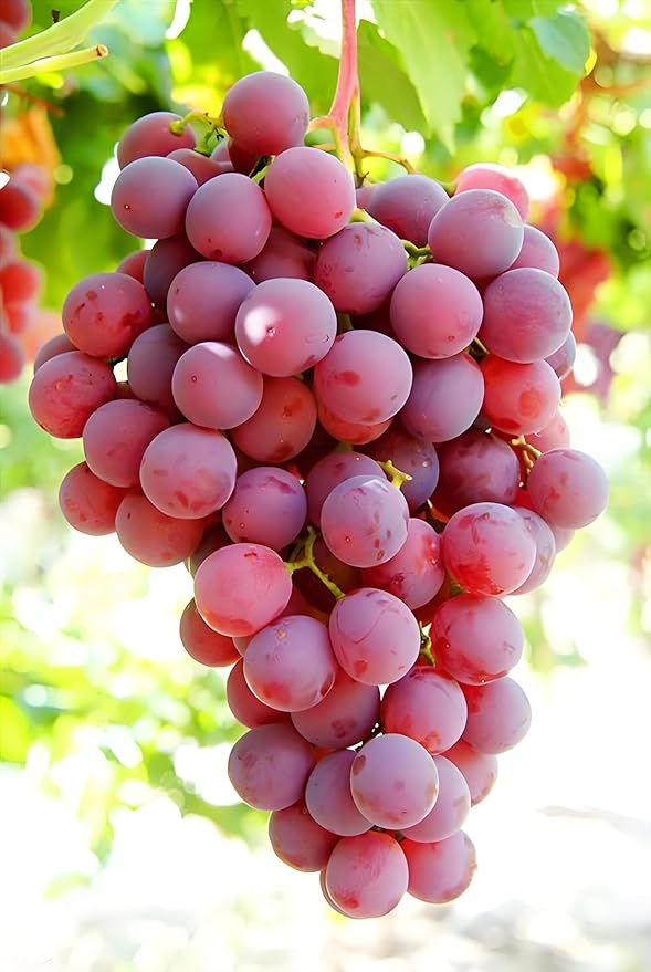 1700 Pieces Mixed Fruit Seeds for Garden Planting, 4 Varieties - Strawberry, Raspberry, Blueberry, Grape, Non-GMO Heirloom