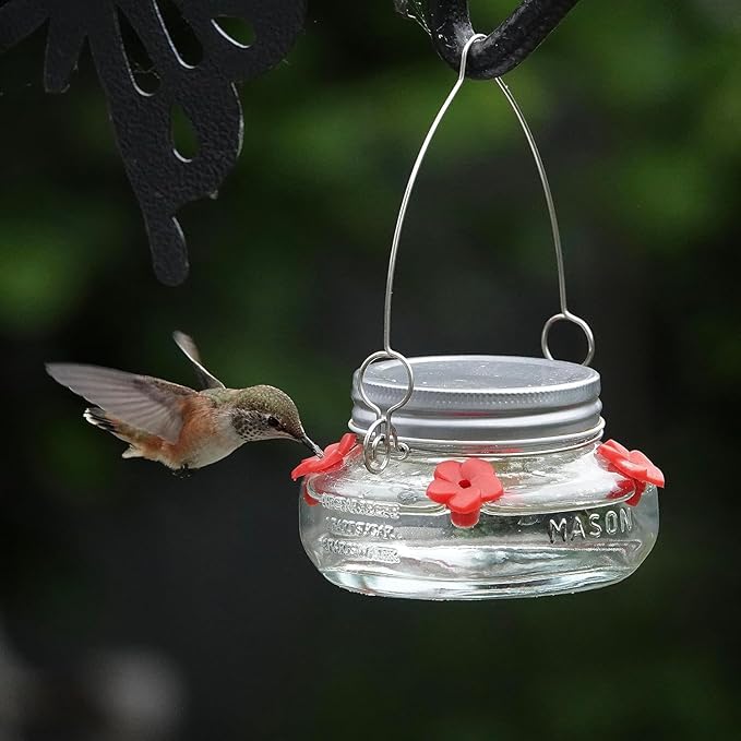 Nature's Way Bird Products MJF1 Nature's Way Mason Jar Hummingbird Dish Feeder, Clear