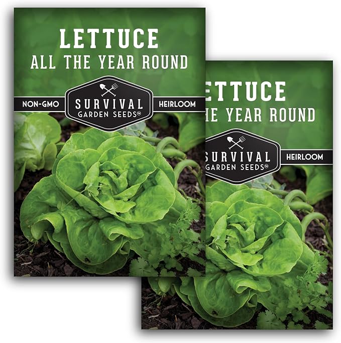 All The Year Round Lettuce Seeds for Planting – Slow-Bolting Butterhead Variety for Cool and Moderate Climates – Reliable Year-Round Harvest – Heirloom Non-GMO – Survival Garden Seeds (2 Packs)