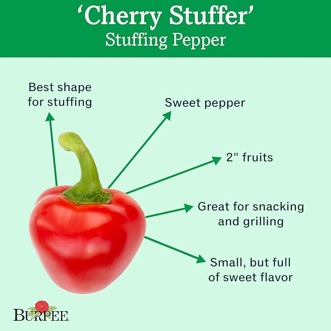 Burpee Cherry Stuffer Sweet Pepper Seeds 25 seeds